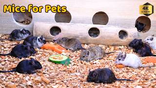 Interactive Cat TV 🐁 Mouse Hunt Game: Tunnel Hide & Fast Chase 🐾 4 HOURS 4K HDR screenshot 4