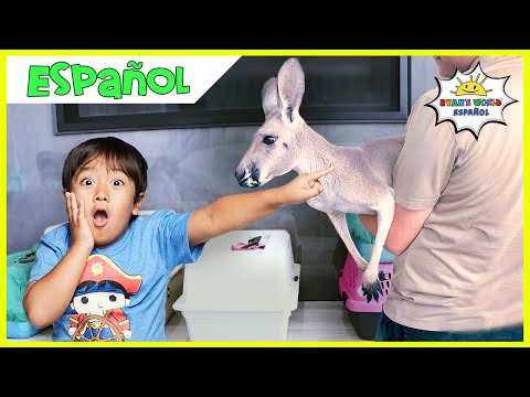 Video: Scoop para mascotas: Conejito gigantesco salta a su nuevo hogar, Canguro huérfano obtiene un sustituto
