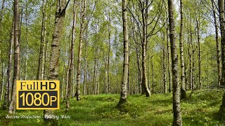 Relaxing Piano Music, Meditation Music, Relaxing Music, Soft Music, Relaxation Music screenshot 2