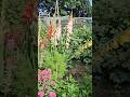 natural beauty #quran #village #viral shorts #trending vlog