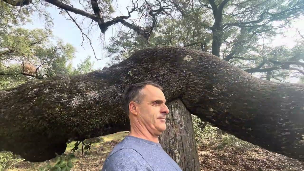 Hunting Down the Canyon Live Oak on Mt. Diablo, Quercus Chrysolepis