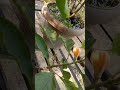 Flowers #music#shorts #ringtone #sadmusicringtone #bansiruringtone #flute #love #newsadringtone