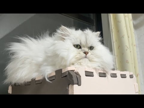 【ペルシャ猫】怒るシリーズ！毛玉の時期！ヤキモチ妬いたり踊ったり！ペルシャ猫ってなんでこんなに可愛いんやろ？