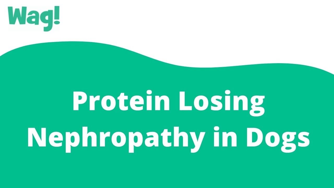 Protein Losing Nephropathy in Dogs Wag! YouTube
