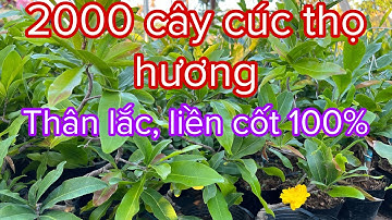 2000 cây cúc thọ hương canh nhánh xum xuê, 0397142252 hoặc 0947873959