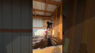 Another Day Another Morning Chore Video