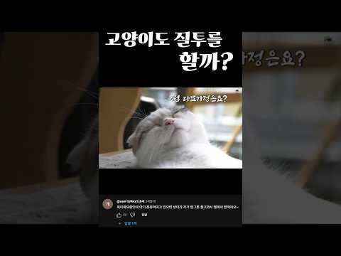 <strong>고양이도</strong> 질투를 할까?