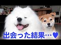 もふもふのサモエド犬と柴犬の出会い♡ 最強タッグの誕生です