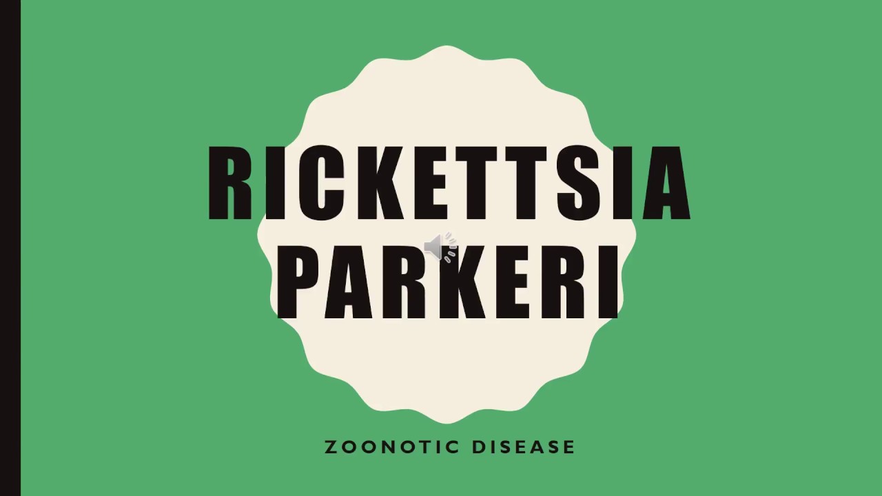 Rickettsia Parkeri