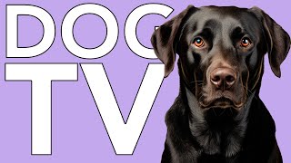 Dog TV Virtual Reality Separation Anxiety Cure! Fun Videos with Relaxing Music! by Relax My Dog - Relaxing Music for Dogs 11,389 views 3 months ago 10 hours