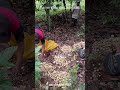 panen buah Langsat #educational #edit #kebun #buah #cuan