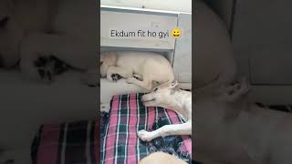 Pov- Female Labra Puppy Smartness