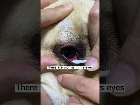 Labrador Eyeworms