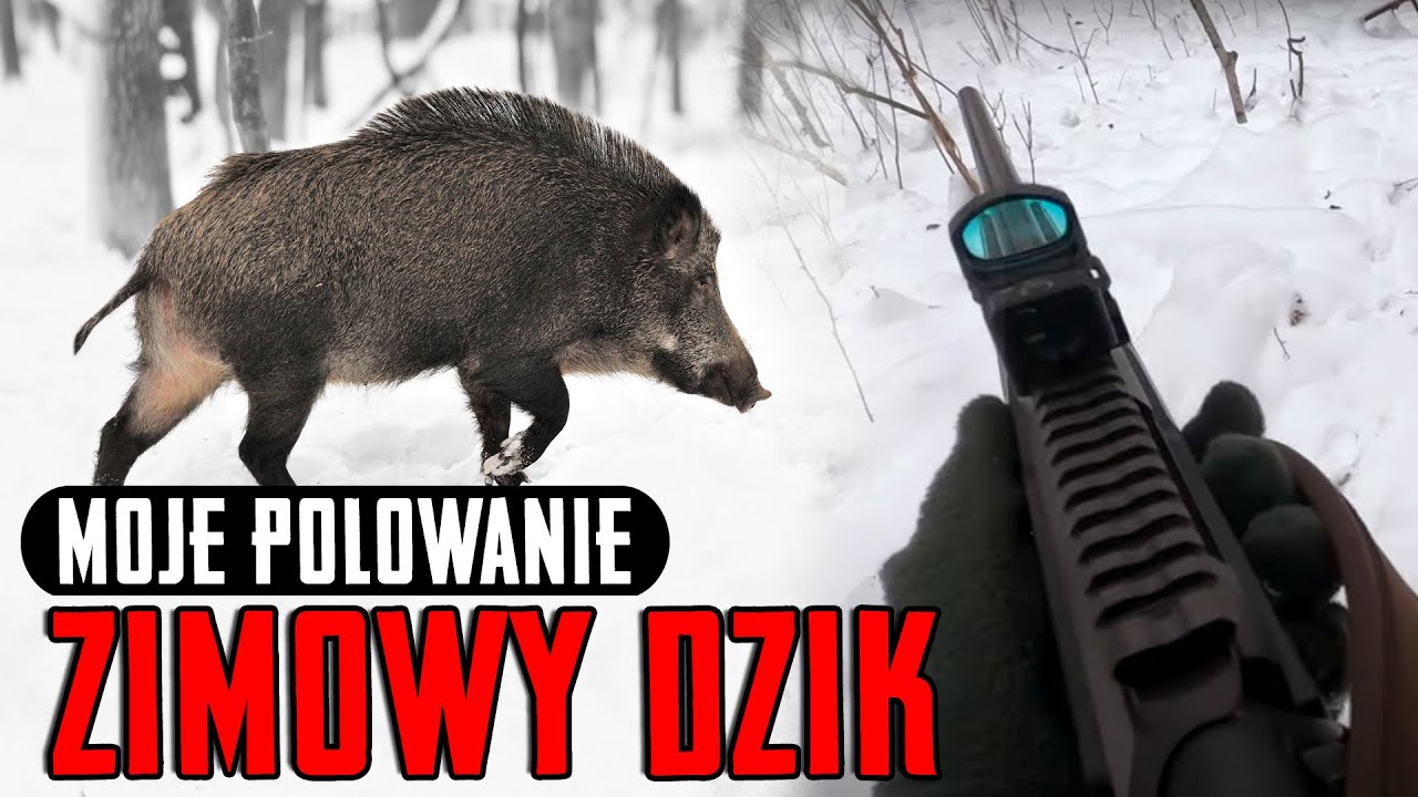 Polowanie Z Nagonką Na Grubego Zwierza Polowanie z psem na dziki #2 - YouTube