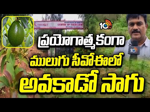 ప్రయోగాత్మకంగా ములుగు సీవోఈలో అవకాడో సాగు | Experimental Avocado Farming at COE Mulugu | 10TV NEWS - 10TVNEWSTELUGU