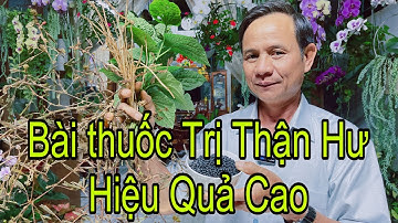 Bài Thuốc Trị Thận Hư Thận Suy Không Tốn Tiền Mà Cực Kỳ Hiệu Quả