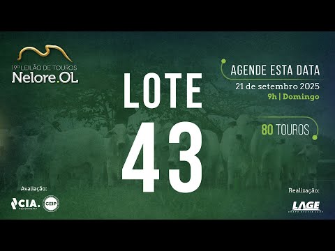 LOTE 43 V90974 - 19º Leilão de Touros Nelore OL
