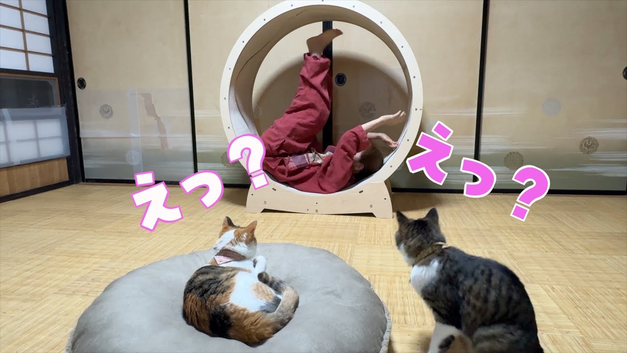 愛猫のキャットホイールを勝手に使ったら反応がヤバかったｗ