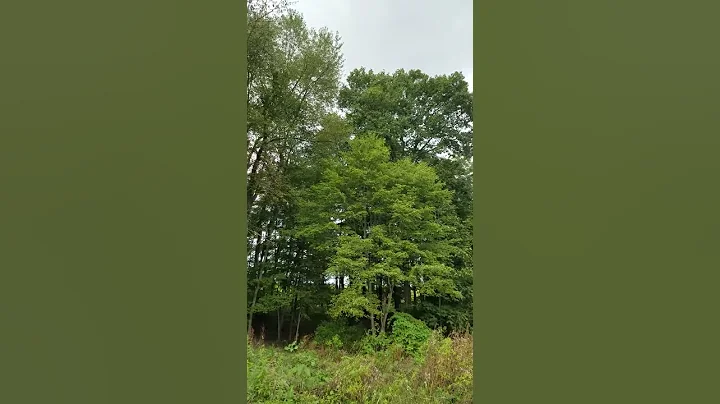 Peace and quiet