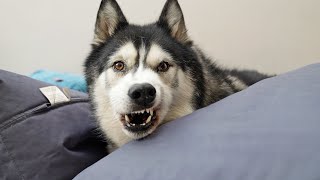 Crazy Husky Has BEEF With His BEANBAG!