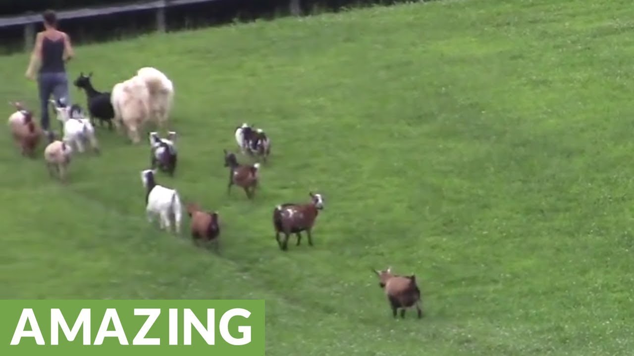 Dogs, ducks, goats and chickens incredibly walk in single file line