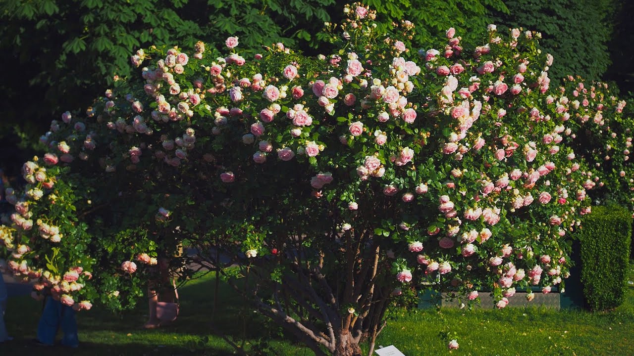 Meilland rose Eden/Pierre de Ronsard growing as freestanding shrub in Vienna