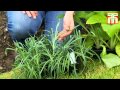 How to plant a perennial border with Thompson & Morgan. How to plant a perennial border with Thompson & Morgan.