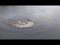 Manatees near Weedon Island