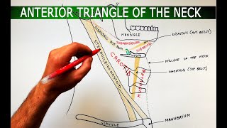 The Anterior Triangle of the Neck - Boundaries ❌ Subdivisions | Anatomy Tutorial