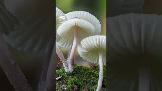 खाने के अलावा भी कैसे इस्तेमाल कर सकते हैं मशरूम? [Mushrooms replace everything]