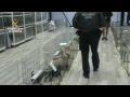 La Guardia Civil interviene 73 cachorros de perro transportados de forma irregular
