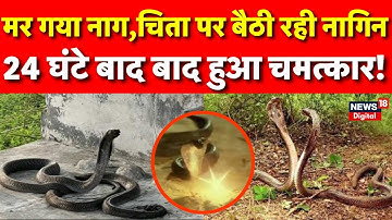 Morena News : नाग-नागिन के "प्रेम या पुनर्जन्म की कहानी! | Nag-Nagin | Naagmani | Viral Video | News