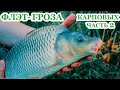 Флэт - гроза карповых рыб. Тест прикормки от CARP PRO часть 2. За рыбалку!!!