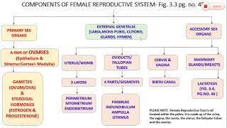 Human Female Reproductive System (Class 12- CBSE/NCERT, Chapter 3)