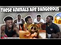 10 CUTE Animals That Can MESS YOU UP!(Reaction)