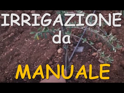 Video: In Modo Che L'irrigazione Non Danneggi Le Piante D'appartamento