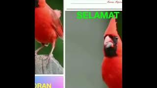 Hidup Terkekang by Panbers , Panjaitan Bersaudara.