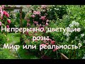 Непрерывно цветущие розы. Миф или реальность?