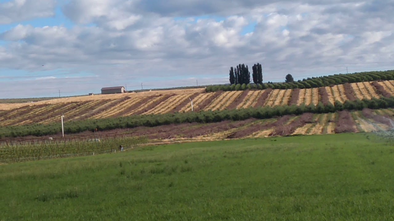 Trabajando en Royal city Washington YouTube