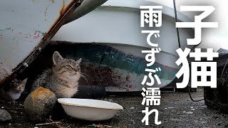 【雨の中ずぶ濡れ】必死に生きる子猫たちに母猫が!?
