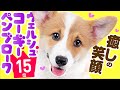 ❤️人気15位【ウェルシュ・コーギー・ペンブロークってどんな犬？】子犬の価格や性格、寿命、飼いやすさは？ カワイイ動画でチェック！