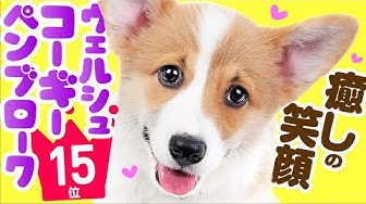 コーギー Youtube