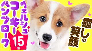 ❤️人気15位【ウェルシュ・コーギー・ペンブロークってどんな犬？】子犬の価格や性格、寿命、飼いやすさは？ カワイイ動画でチェック！