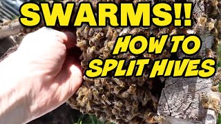 Beekeeping: My Favorite Swarm Control Method