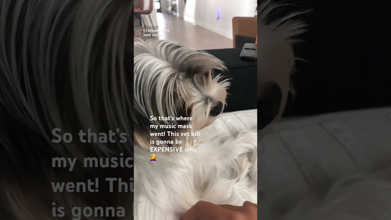  Puppy Cute Pets Viralvideo Hi Funny Furry Helpmemakethismakesense Therian