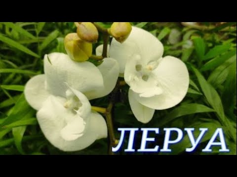 №659/ СВЕЖИЕ орхидеи