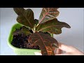 Croton Plant - How to Make Lush Crown
