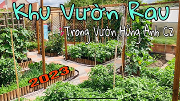 C393N KHU VƯỜN RAU TRONG VƯỜN HÙNG ANH CZ-HÈ 2023🤗Vườn Hùng Anh Cz.