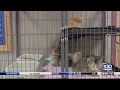Friends of the Animal Shelter of St Joseph starts spaying and neuter program