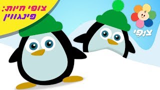 בעלי חיים לתינוקות | פינגווין 🐧| מושגים ראשונים צבעים ושירים לתינוקות | צופי וחברים